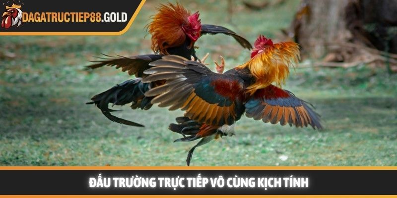 Đấu trường trực tiếp vô cùng kịch tính