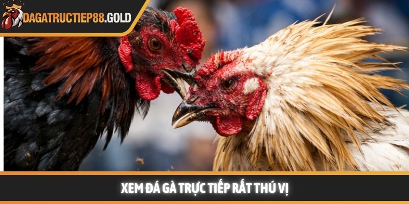 Xem đá gà trực tiếp rất thú vị