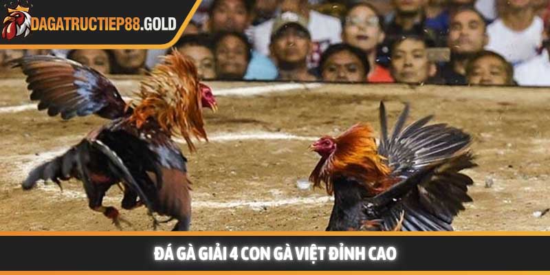 Đá gà giải 4 con gà Việt đỉnh cao