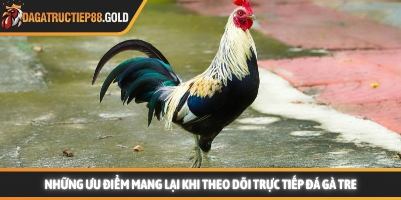 Những ưu điểm mang lại khi theo dõi trực tiếp đá gà tre