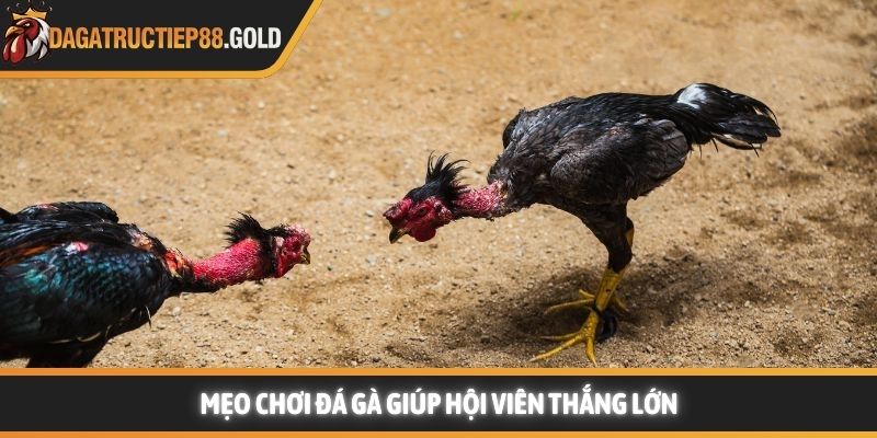 Mẹo chơi đá gà giúp hội viên thắng lớn