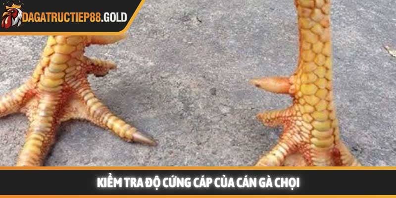 Kiểm tra độ cứng cáp của cán gà chọi